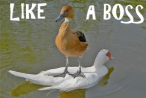 Funny ducks | funny-pics.co