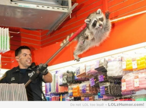 Funny Memes NYPD escorting a raccoon out of a beauty salon