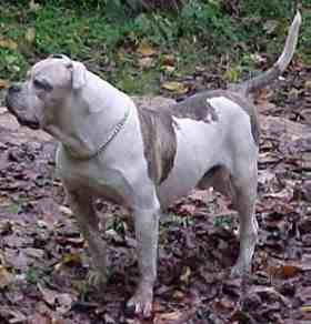 ... bulldog and foundation stock for most johnson american bulldogs