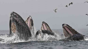 Three humpback whales surge upward, gulping the silvery anchovies that ...