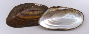Freshwater Mussels? - Page 7