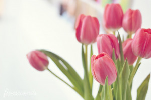 pretty flowers pink tulips