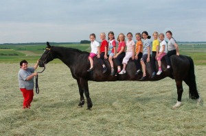 tallest%20horse%20(12).jpg