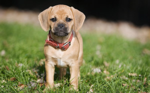 puggle dog HD Wallpaper, Dogs HD Wallpapers for all.