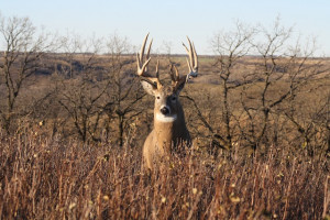 Hunting Consultants (Whitetail Buck)