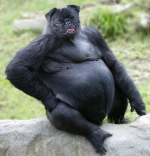 PS大神作品 搞笑动物图片