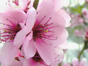 Spring-Flowers-1