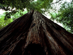 Ivana And Big Tree Redwood National Park California picture