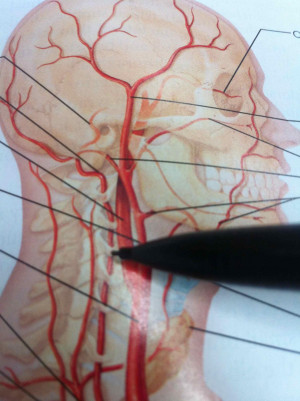 Fetal Pig Common Iliac Artery