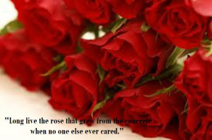 ... send a romantic red rose picture to your girlfriend at valentine day