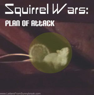 homemade squirrel trap plans