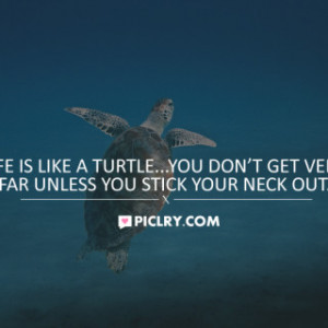 Life is like turtle quote pic