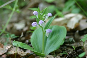 Purchase this Photo --