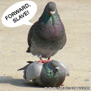 funny animals pigeon picture