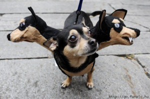 Funny Dogs In Costumes-Dresses Photos