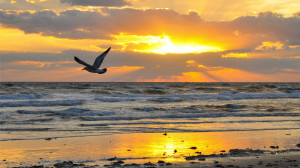 sunrise, wallpaper, beach, beaches, wallpapers, nature, collectpics ...