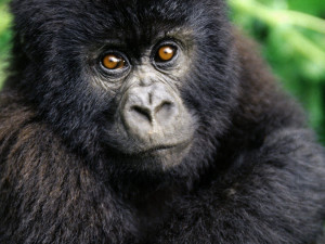 Black Gorilla Looking Seriously