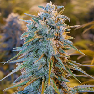 blue dream cannabis seeds