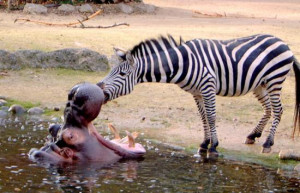 Funny Zebra