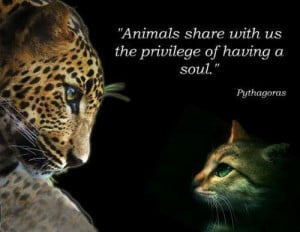Animals share with us the privilege of having a soul.