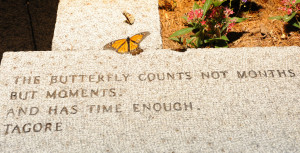 Butterfly On Yellow Flower Facebook Cover Photo Quote Wisdom Picture ...