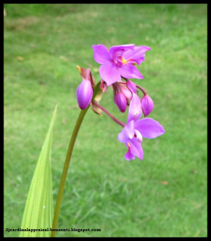 The Ground Orchid