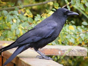 Northwestern Crow:Where have you seen this bird?