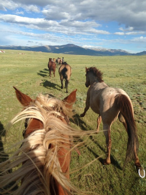 horses qh stallion equestrian herd filly colt quarter horse mare ...