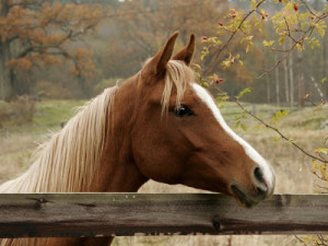 Cute Horse Pictures Images Wallpapers Photos 2013