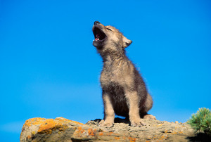 Gray Wolf Puppies Howling