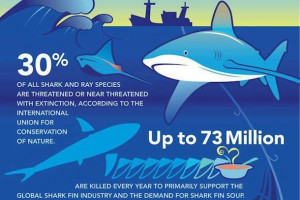 ... 578382313 n HELP! Should We Create A Save The Sharks Bracelet