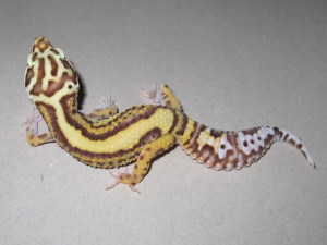 Purple Leopard Gecko