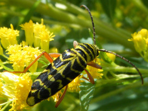 The Honey Locust Thorn Tree