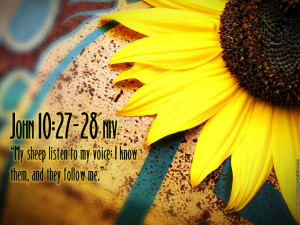John 10:27 Scripture Flower HD Wallpaper