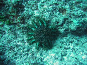 ... such as sea hares, boxfishes and crown-of-thorns starfish (COTS