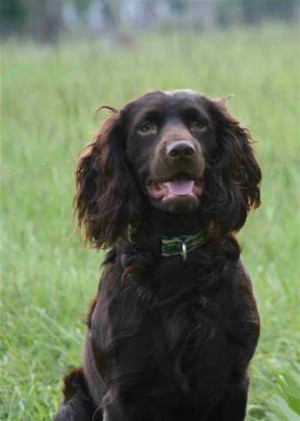 boykin spaniel Images and Graphics