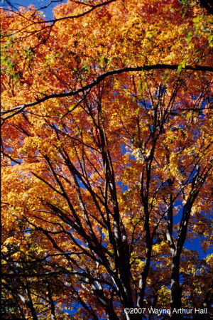 Fall Foliage Gallery Credited