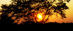 sunset through tree. The last photo is of the setting sun with three ...