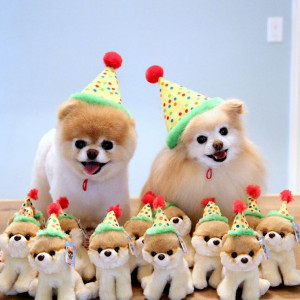 This is boo the dog in a teddy bear haircut (left) and boo the dog as ...