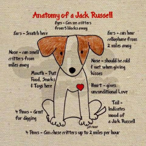 Anatomy of Jack Russell
