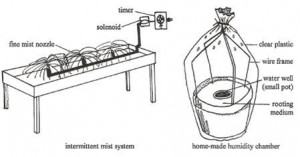 Found on generalhorticulture.tamu.edu