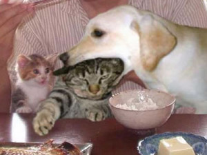 Imagenes] Animales divertidos