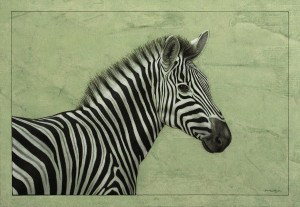 Art Wolfe Zebras