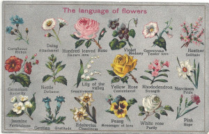 language of flowers, flower, meaning, symbolism, chart, victorian
