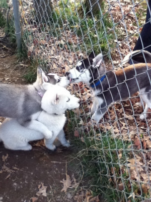 husky puppies and a fence