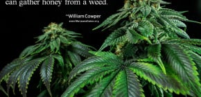 Marijuana Quote Image - Wisdom by Cowper 600x400