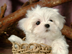 ... views 18747 post subject fluffy and cute puppy fluffy and cute puppy