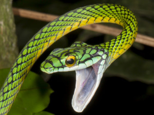 quotes about snakes source http marcus dobberstein de ascana snake ...