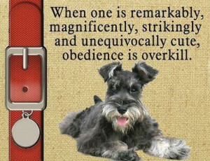 Miniature Schnauzer Dog Magnet Obedience Is Overkill Personalized on ...