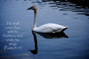 Swan - Bible Quote Photograph